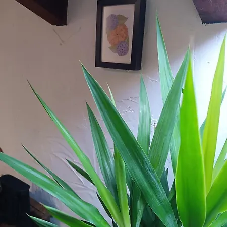 La Vallicuerra - La Nozal *